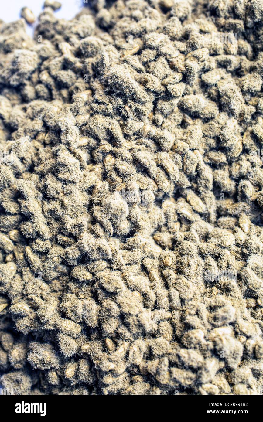 Gedämpfter Reis mit Koji-Sporen inokuliert Stockfoto