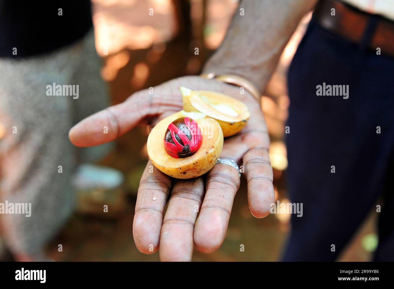 Die Hand eines Bauern mit geschnittenem Muskatnuss Stockfoto
