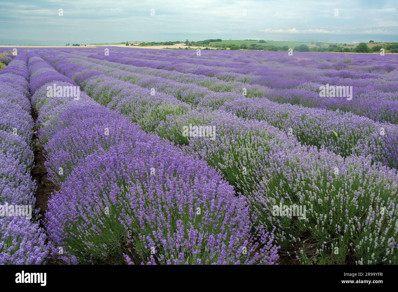 Ein Lavendelfeld in der Region Chirpan, Bulgarien Anfang Juni, wenn die Blumen beginnen zu blühen Stockfoto