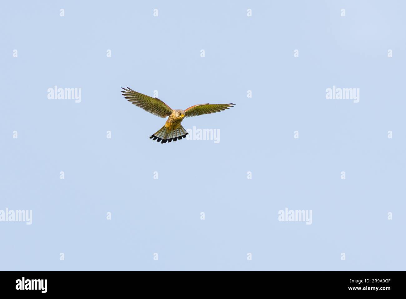 Nahaufnahme eines aufsteigenden und jagenden Kestrel, Falco tinnunculus, vor dem Hintergrund des klaren blauen Himmels Stockfoto