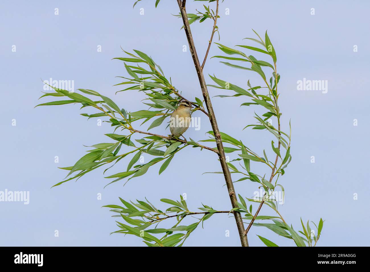 Nahaufnahme eines singenden Reed Warbler, Acrocephalus schoenobaenus, der auf einem Nahaufnahme eines singenden Reed Warbler, Acrocephalus schoenobaenus, in seinem n steht Stockfoto