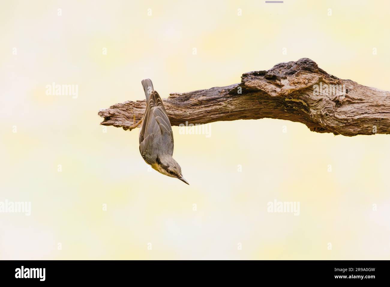 Nahaufnahme eines Nuthatch, Sitta europaea, mit grauem Gefieder und beigefarbenen Bauchfedern auf dem Rücken, einer weißen Kehle und Wangen und einem schönen durchgehenden schwarzen e Stockfoto