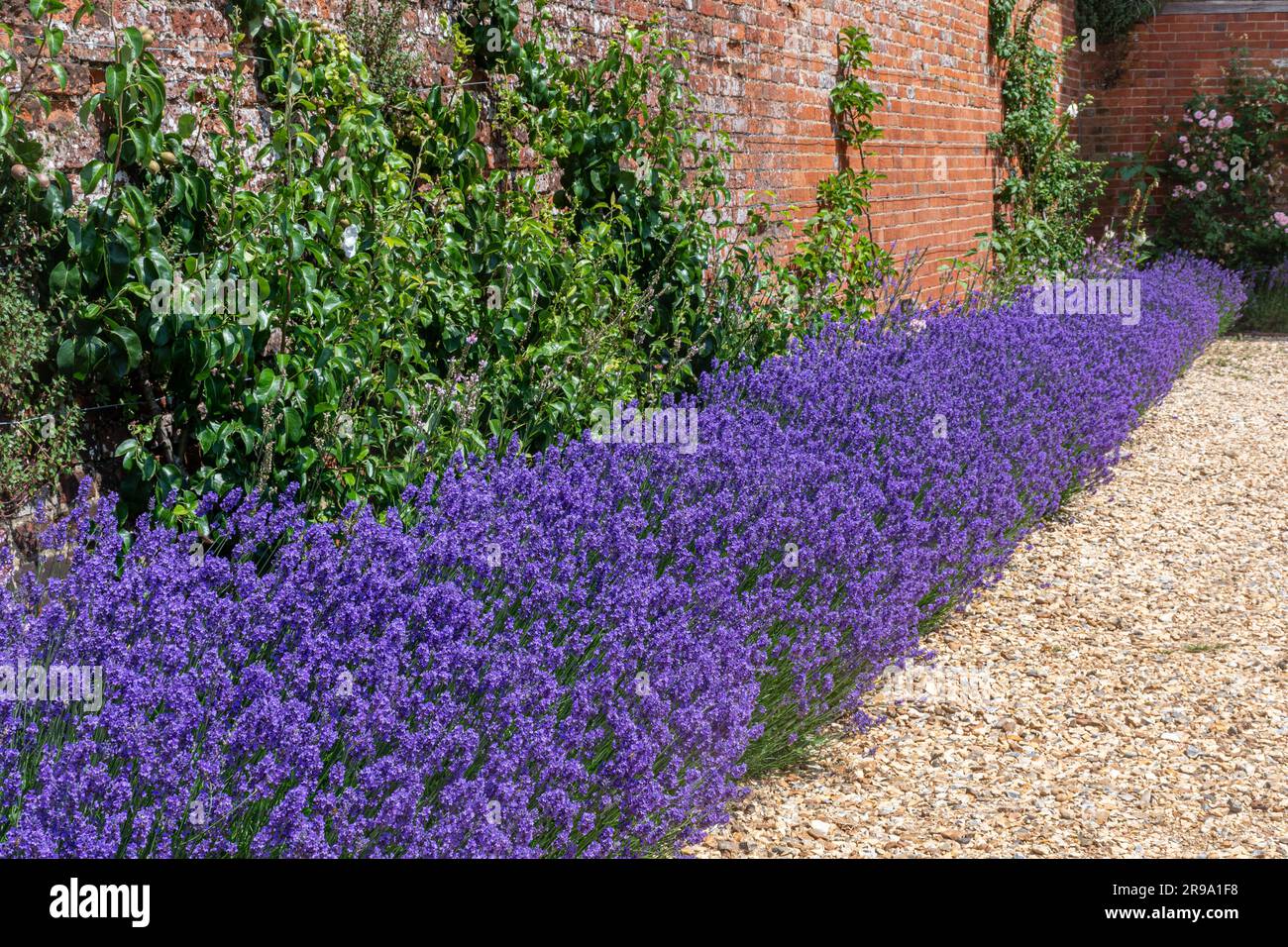 Eine Reihe von farbenfrohem lilavendelfarbenem Lavendel in einem ummauerten Garten im Mottiisfont Estate, Hampshire, England, Großbritannien, im Juni Stockfoto
