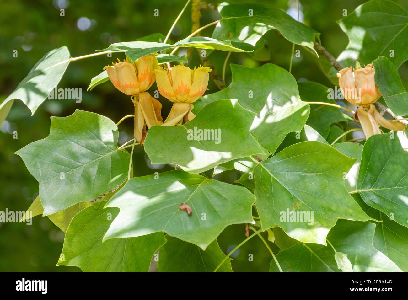 Tulpenbaum (Liriodendron tulipifera) in Blüte im Juni, Zierbäume blühen im Parkland, Großbritannien Stockfoto