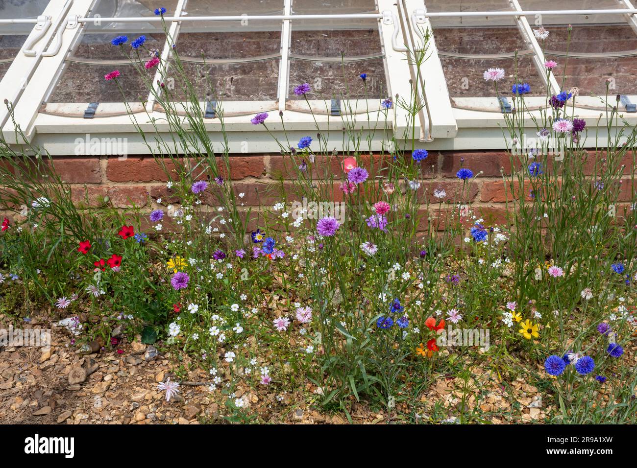 Verschiedene Wildblumen und Maisfeldblumen aus Wildblumenkernen vor einem kalten Rahmen in einem Garten, England, Großbritannien, im Juni Stockfoto