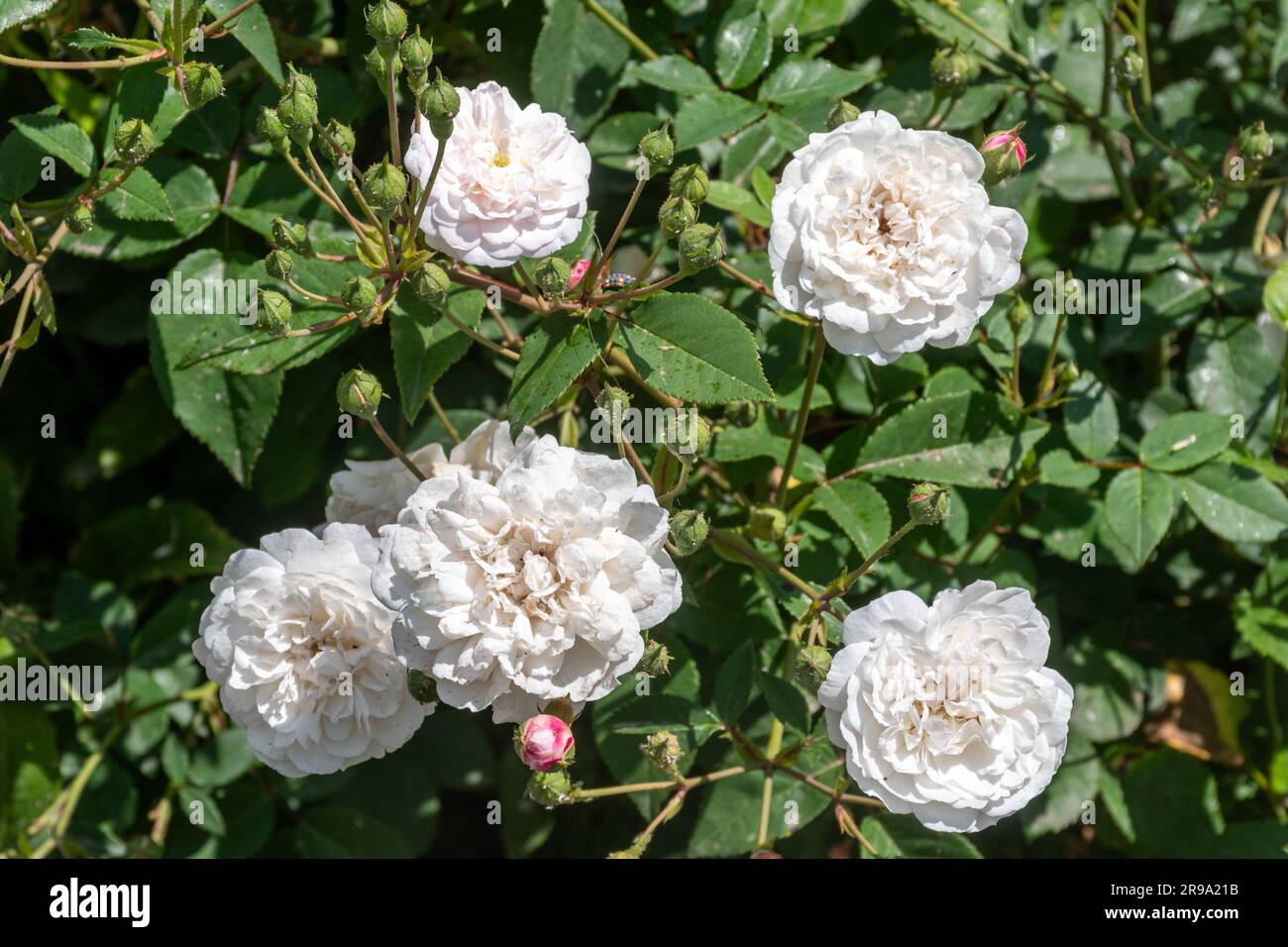 Rose „Little White Pet“, eine Strauchrose mit Ansammlungen kleiner weißer Pompom-Blüten, die im Juni oder Sommer, England, Großbritannien blühen Stockfoto