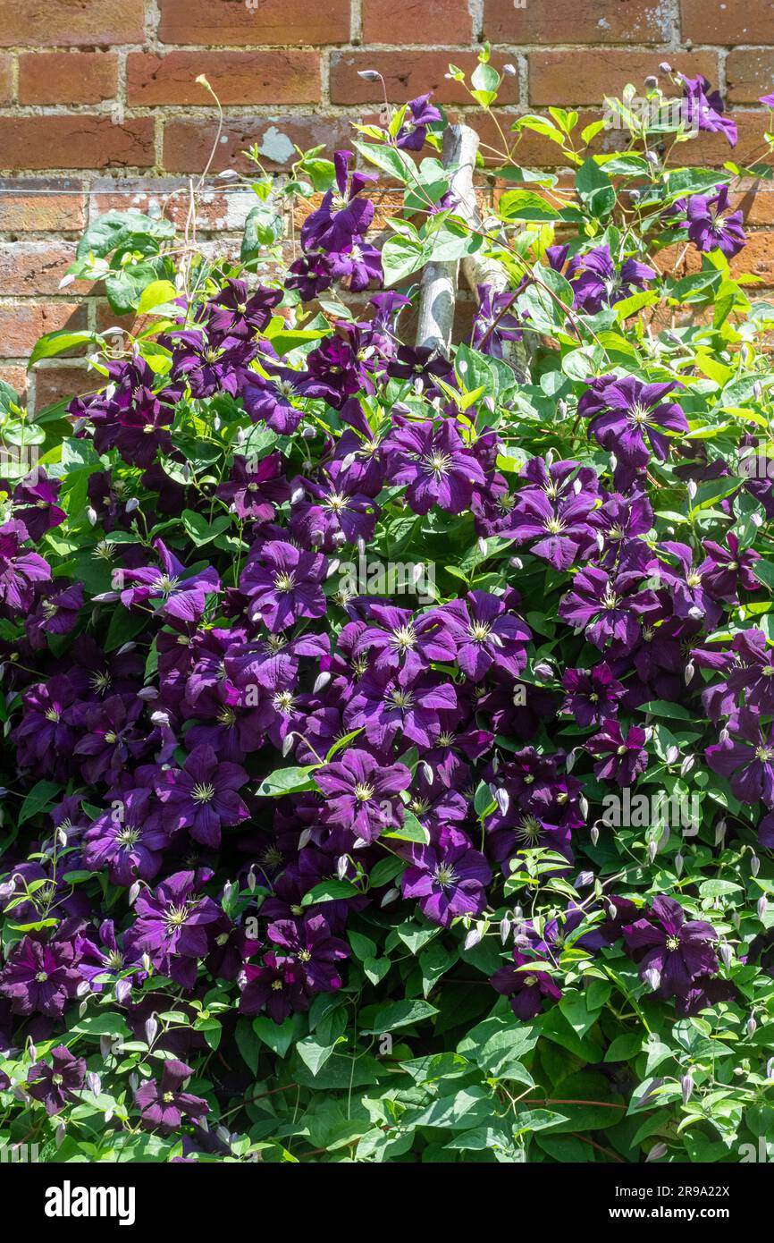 Clematis „Etoile Violette“ mit dunkelblau-violetten Blüten im Juni oder Sommer, England, Großbritannien Stockfoto