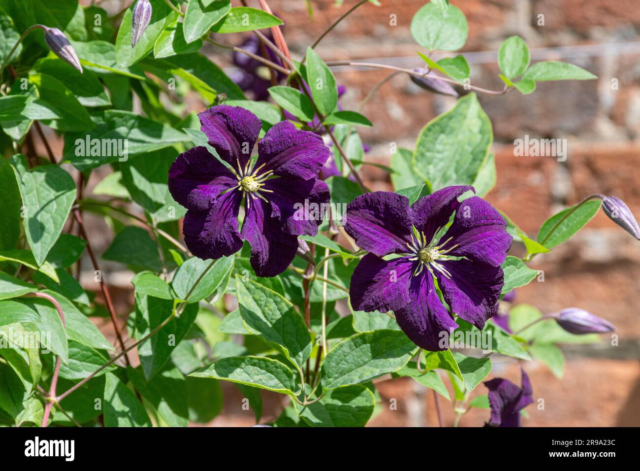 Clematis „Etoile Violette“ mit dunkelblau-violetten Blüten im Juni oder Sommer, England, Großbritannien Stockfoto
