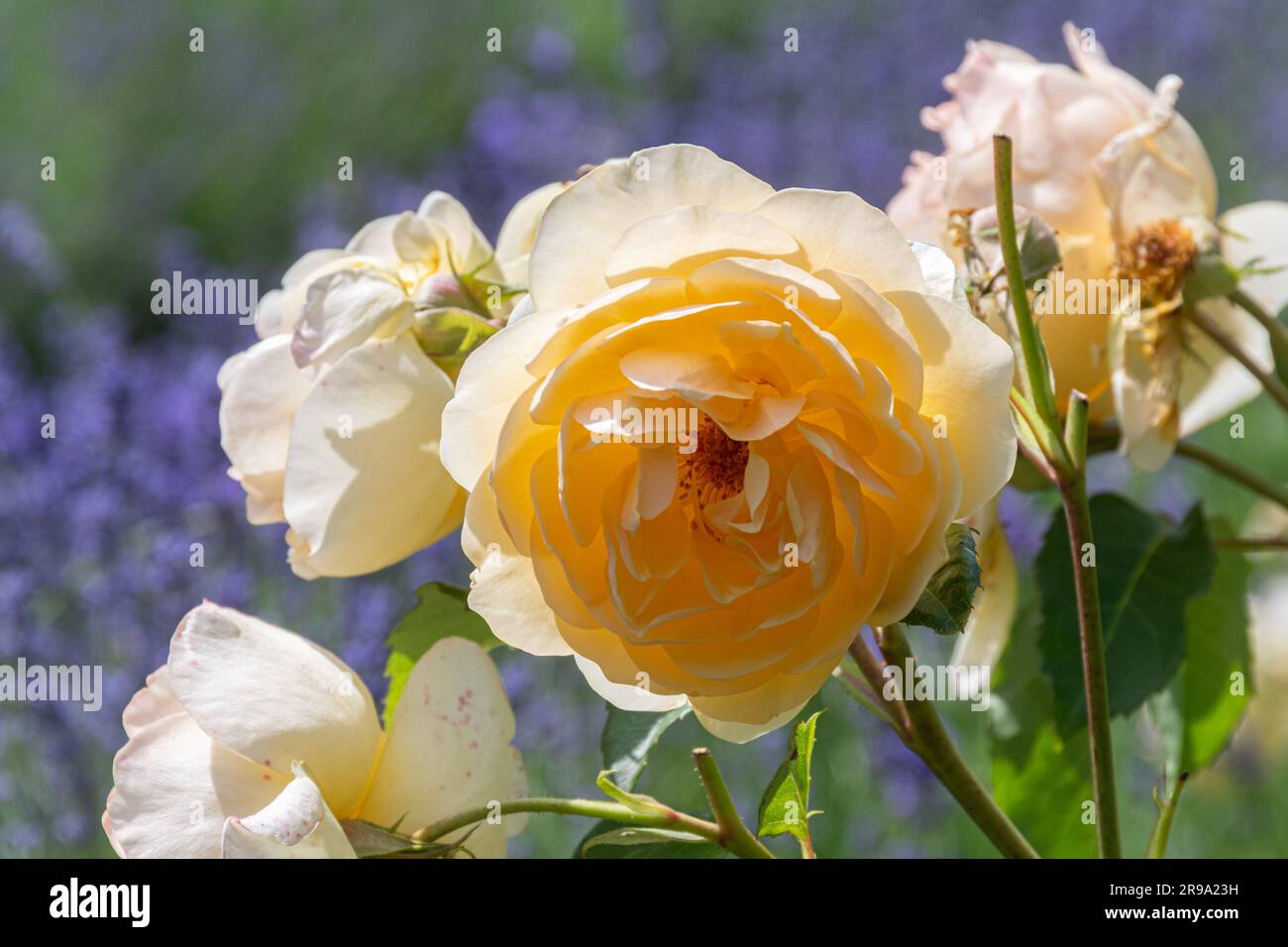 Rose „Graham Thomas“, eine englische Strauchrose, die im Juni oder Sommer blüht, England, Großbritannien Stockfoto