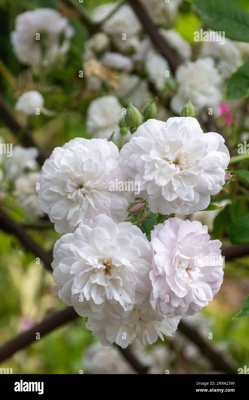 Rose „Lauré Davoust“, eine schlüpfrige Rose mit blassrosa weißen Blüten, die im Juni oder Sommer in England blühen Stockfoto