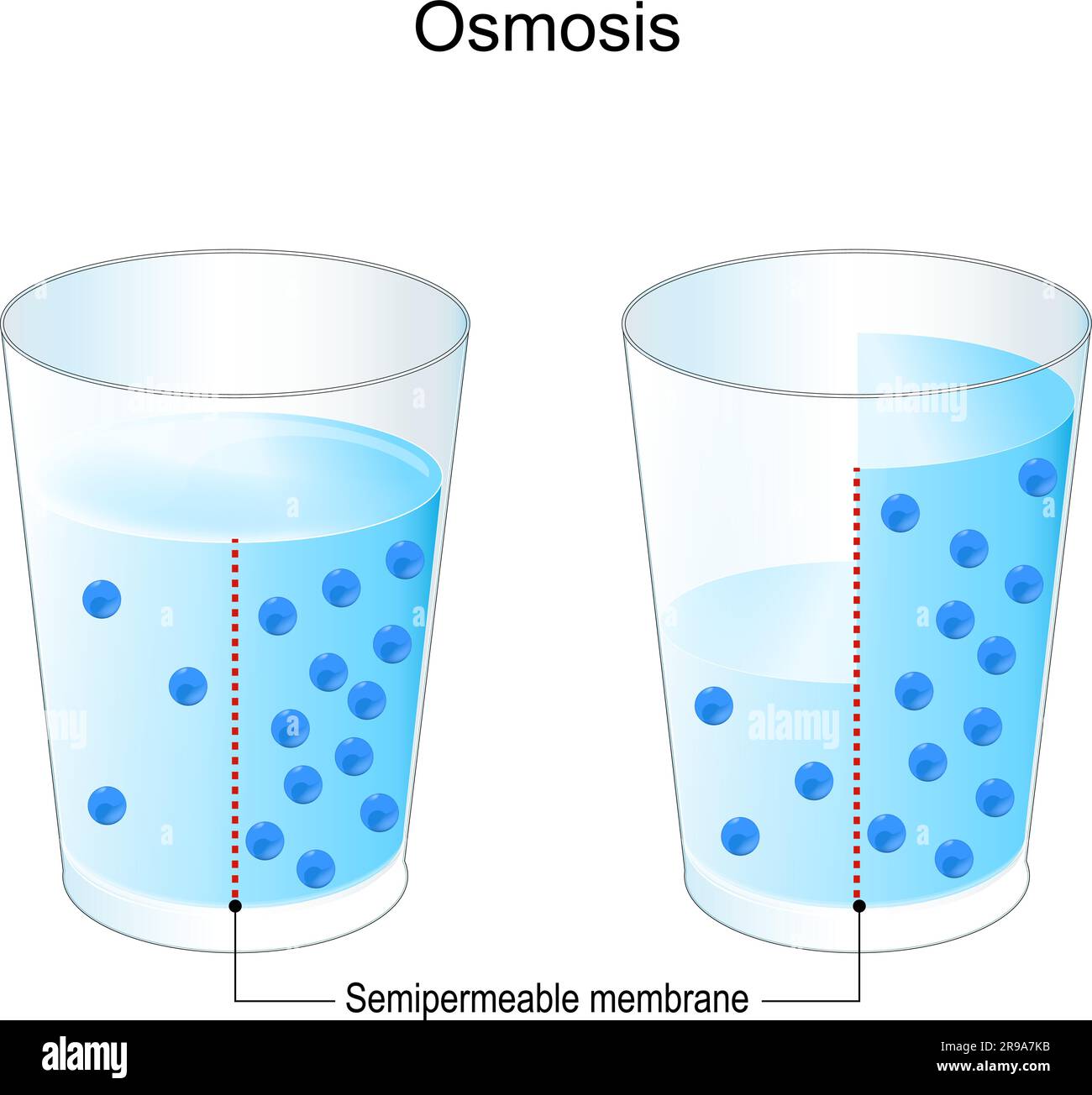 Osmose. Experimentieren Sie mit zwei Gläsern, halbdurchlässiger Membran und Salzwasser. Die blauen Punkte sind Partikel, die den osmotischen Gradienten steuern. Chemie Stock Vektor