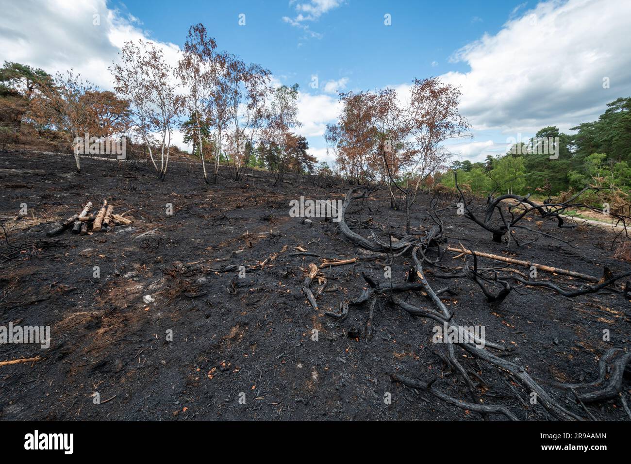 Juni 2023. Nach einem großen Heidenbrand in Frensham Common in Surrey, England, Großbritannien, der am 29. Mai 2023 begann. Die Ursache des Waldbrands ist unbekannt. Frensham Common ist ein Ort von besonderem wissenschaftlichen Interesse (SSSI), und die Flamme hat ein wichtiges Gebiet der Tieflandheide zerstört, das ein Lebensraum für seltene Reptilien und andere Tiere war. Stockfoto