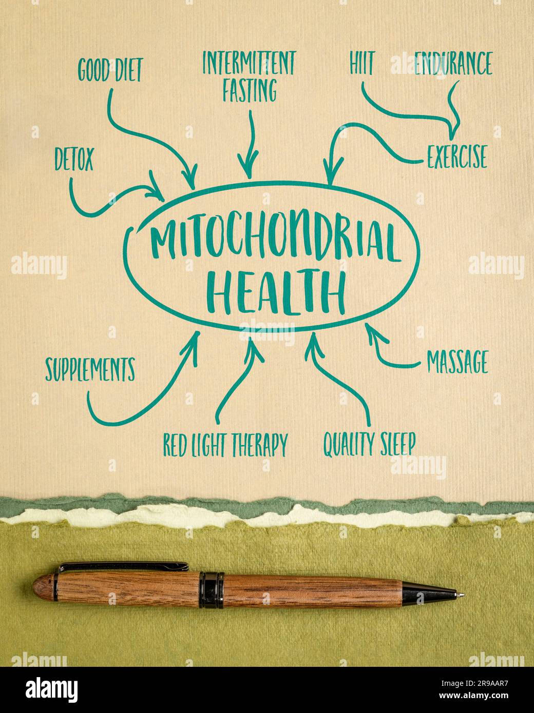 Mitochondriales Gesundheitskonzept - Mindmap-Skizze auf Kunstpapier, gesunder Lebensstil und Altern Stockfoto
