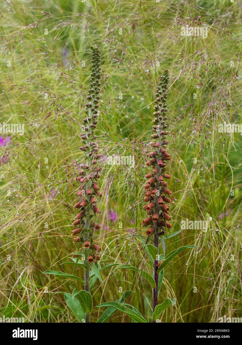 Die Digitalis ferruginea wachsen in aufrechten Spitzen aus rostigem Fuchshandschuh inmitten von Springgras, Pennisetum villosum Stockfoto
