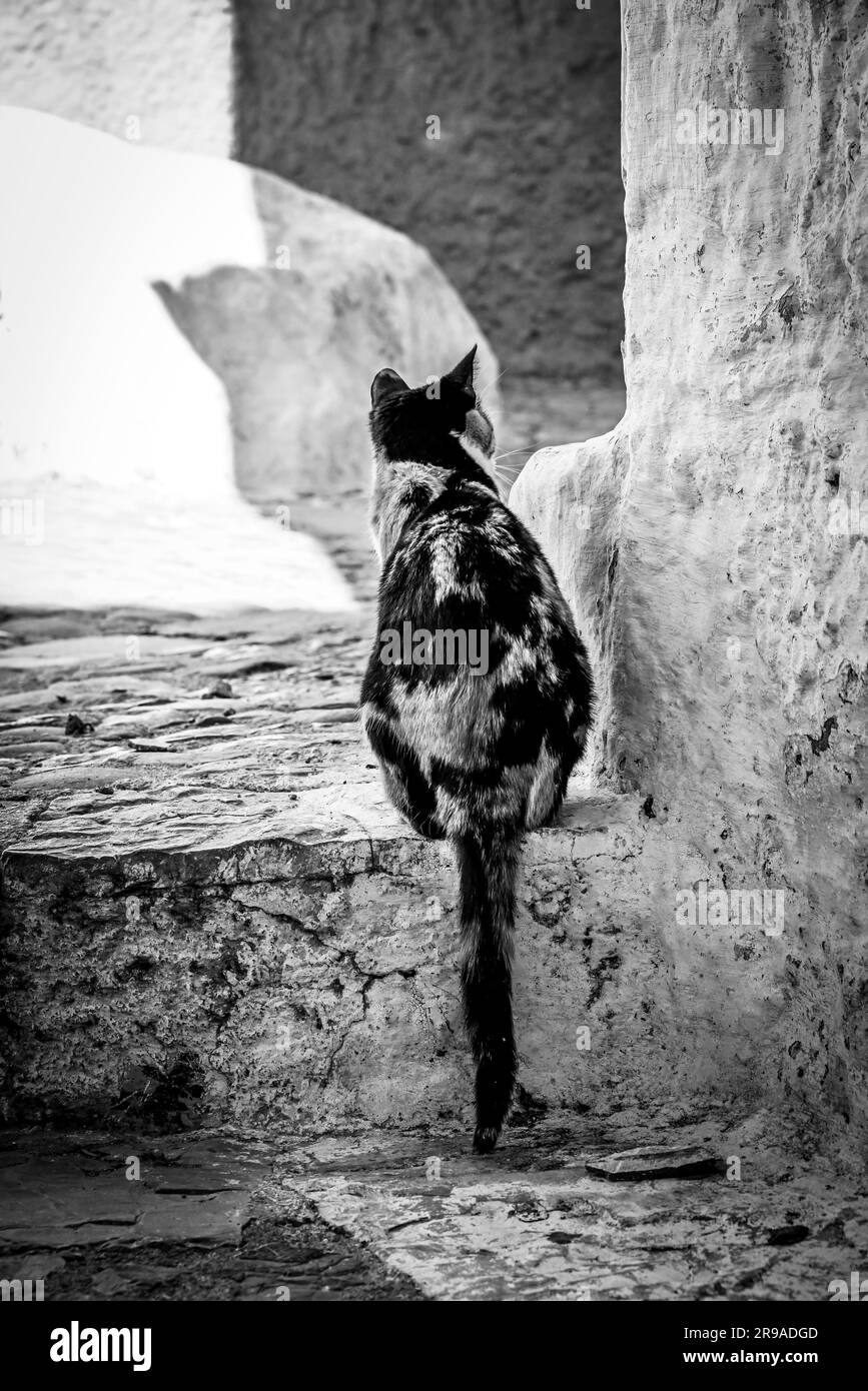 Eine Calico-Katze in Alarmbereitschaft inmitten des Labyrinths von Treppen und Stufen in Chefchaouen, Marokko, in Schwarz und Weiß Stockfoto