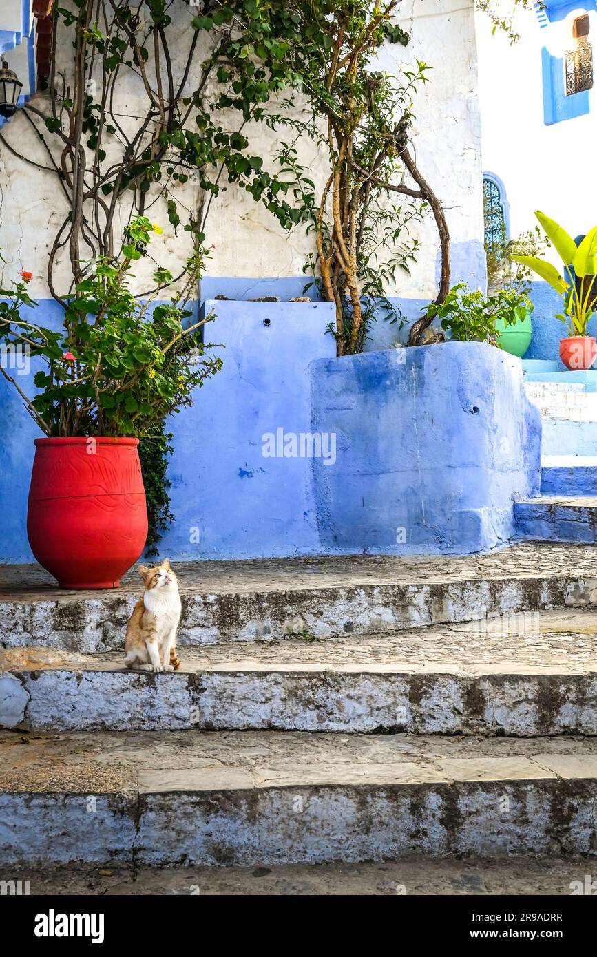 Eine orangefarbene und weiße Katze auf blauen Stufen und blauen Wänden mit großer roter Pflanze auf der Suche nach Leckereien von oben, Chefchaouen, Marokko Stockfoto