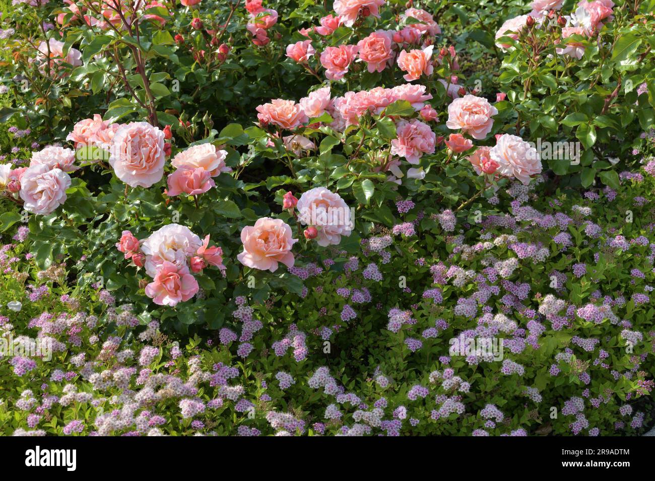 Blumengarten mit Rosen und japanischem Spirea Stockfoto