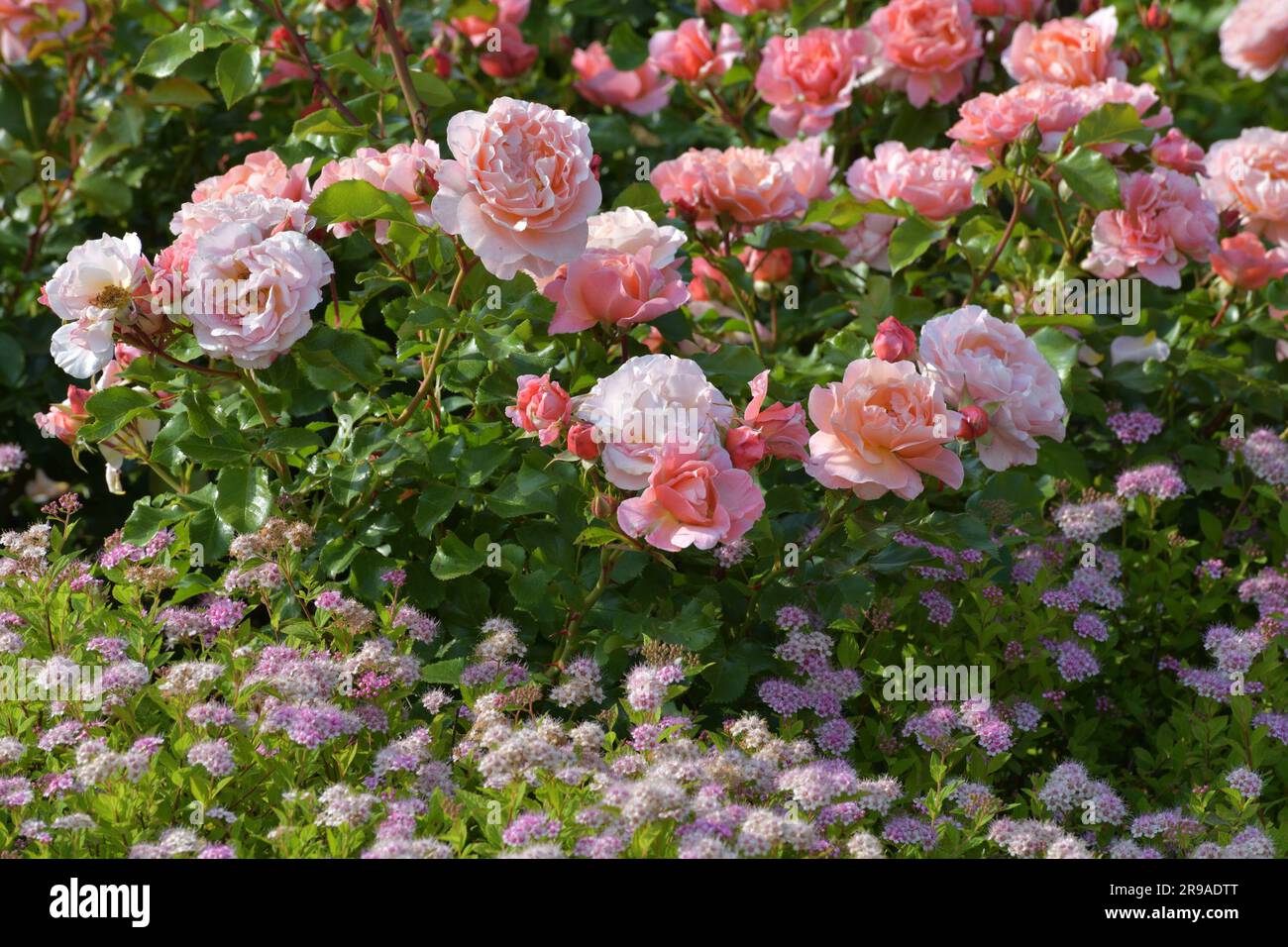 Blumengarten mit Rosen und japanischem Spirea Stockfoto