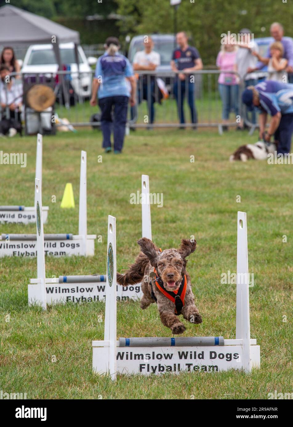Hunde, die auf der Landwirtschaftsmesse Royal Cheshire im Juni 2023 auf dem Ausstellungsgelände Tabley im Fliegenball gegeneinander antreten Stockfoto