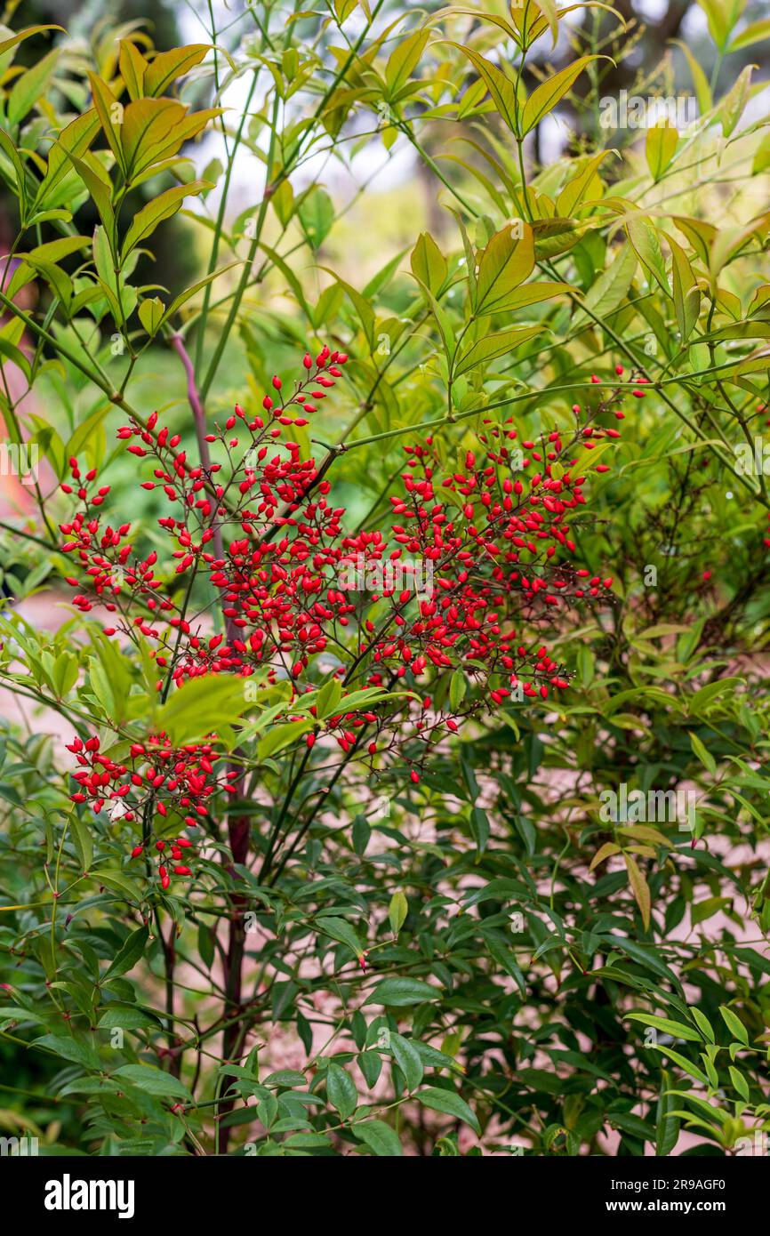 Nandina domestica, allgemein bekannt als Nandina, himmlischer Bambus oder heiliger  Bambus, ist eine Art Bltenpflanze in der Familie der Berberidaceae, die  heimisch ist Stockfotografie - Alamy