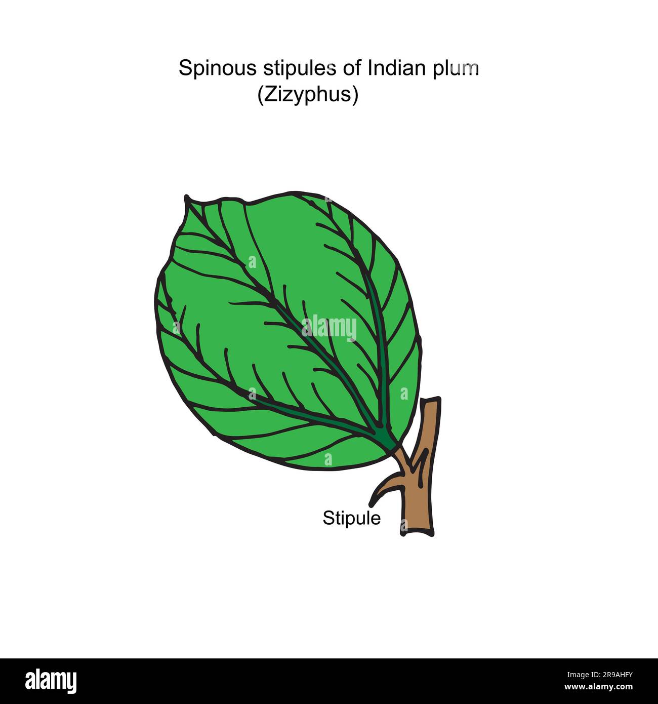 Nahaufnahme eines einzelnen grünen Leaves, das teilweise unscharf und links vom Bild positioniert ist Stockfoto