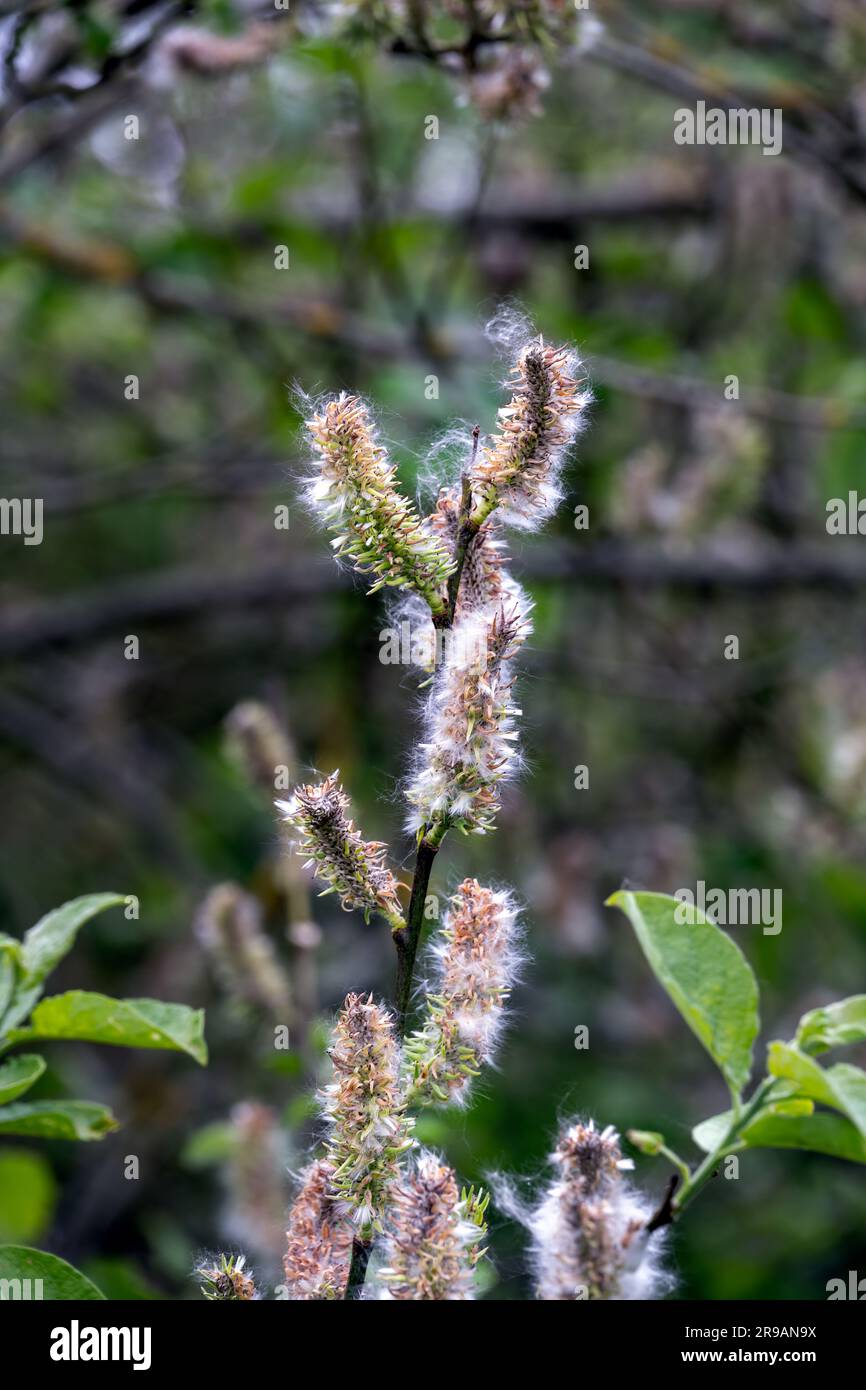 Salix caprea oder Ziegenweide wölben weibliche Katkins mit Samen im Frühjahr Stockfoto
