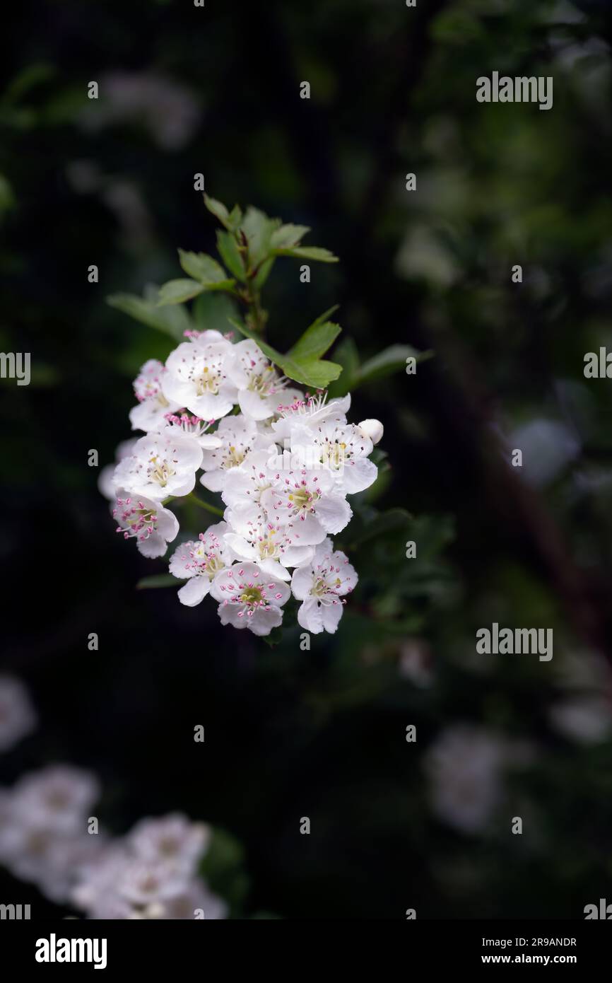 Crataegus monogyna oder Weißdornblumen im Frühling, Nahaufnahme Stockfoto