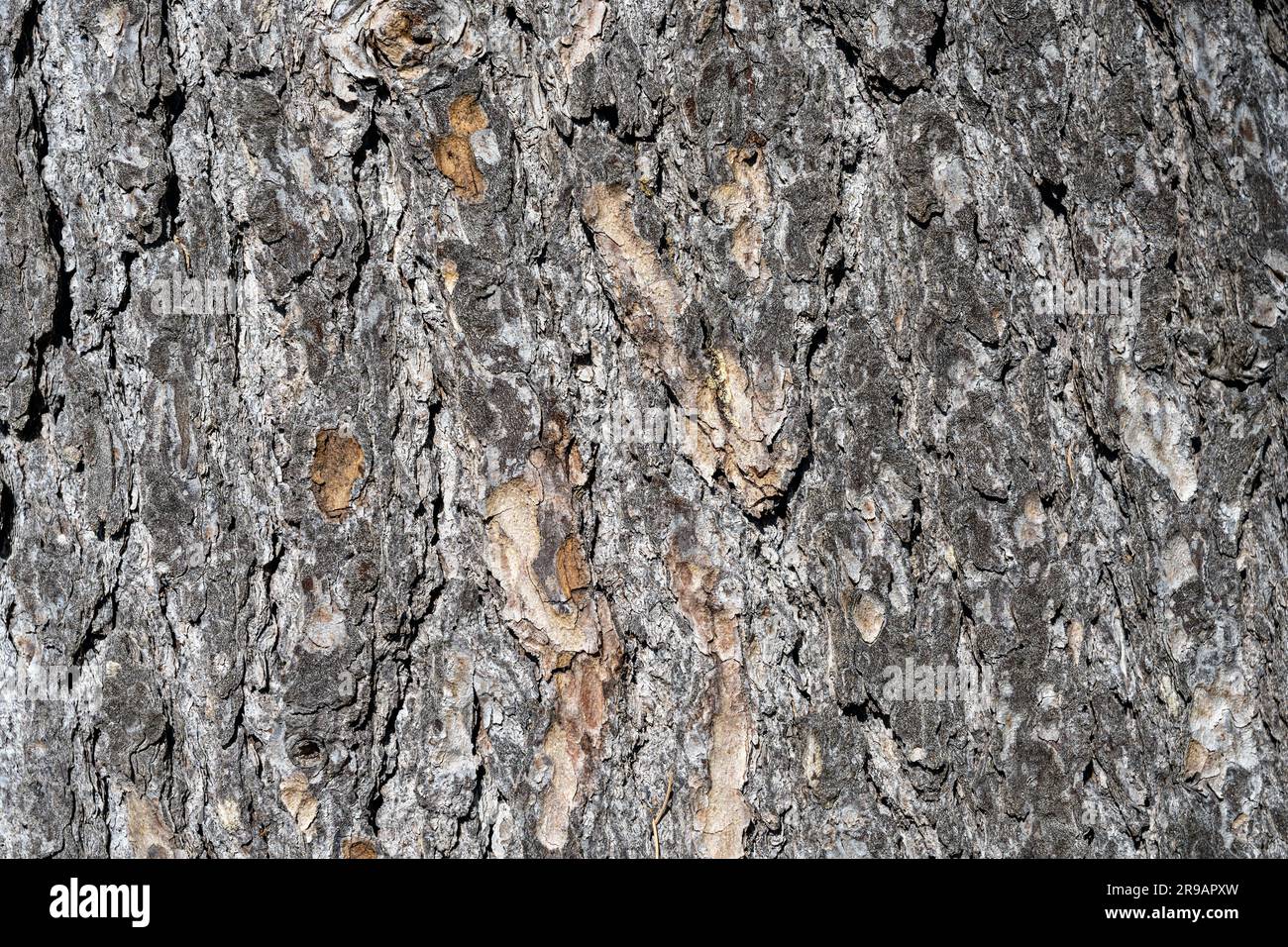 Hintergrund von einer strukturierten Rinde einer Kiefer Stockfoto