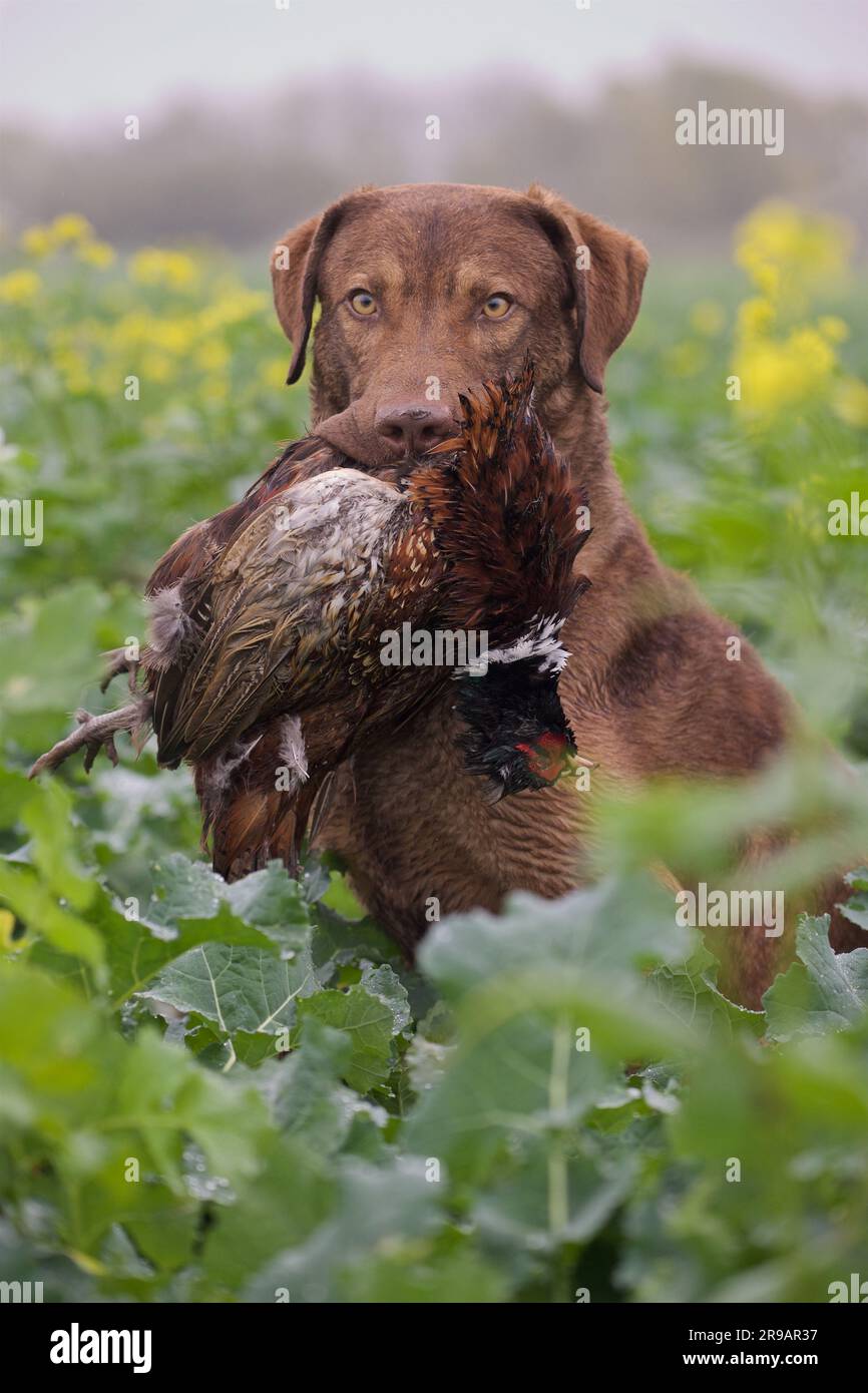 Der stolze Chesapeake Bay Retriever steht wachsam mit einem frisch gejagten Fasan im Mund Stockfoto