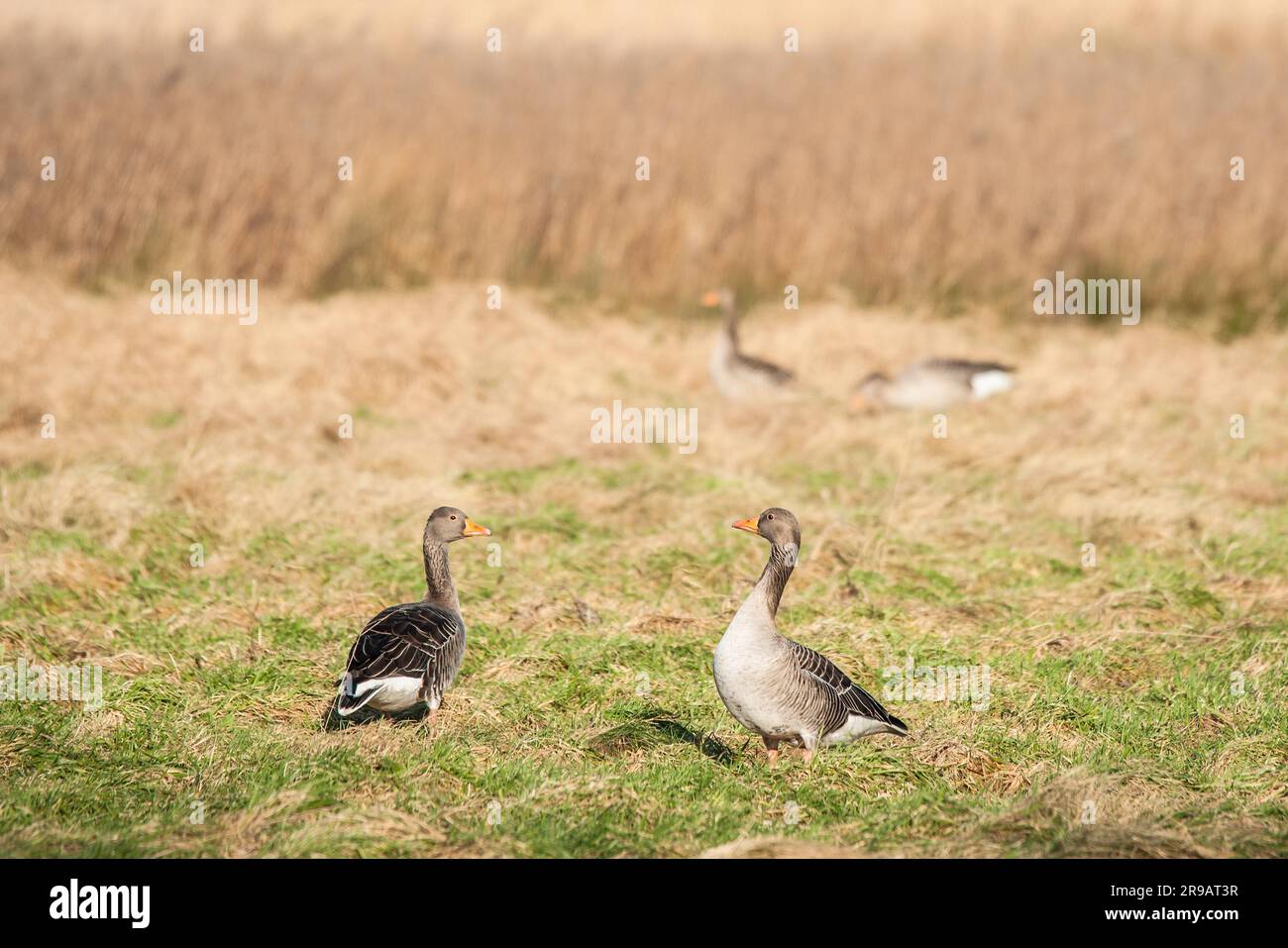 Paar der Wildgänse auf einem Feld Landschaft Stockfoto