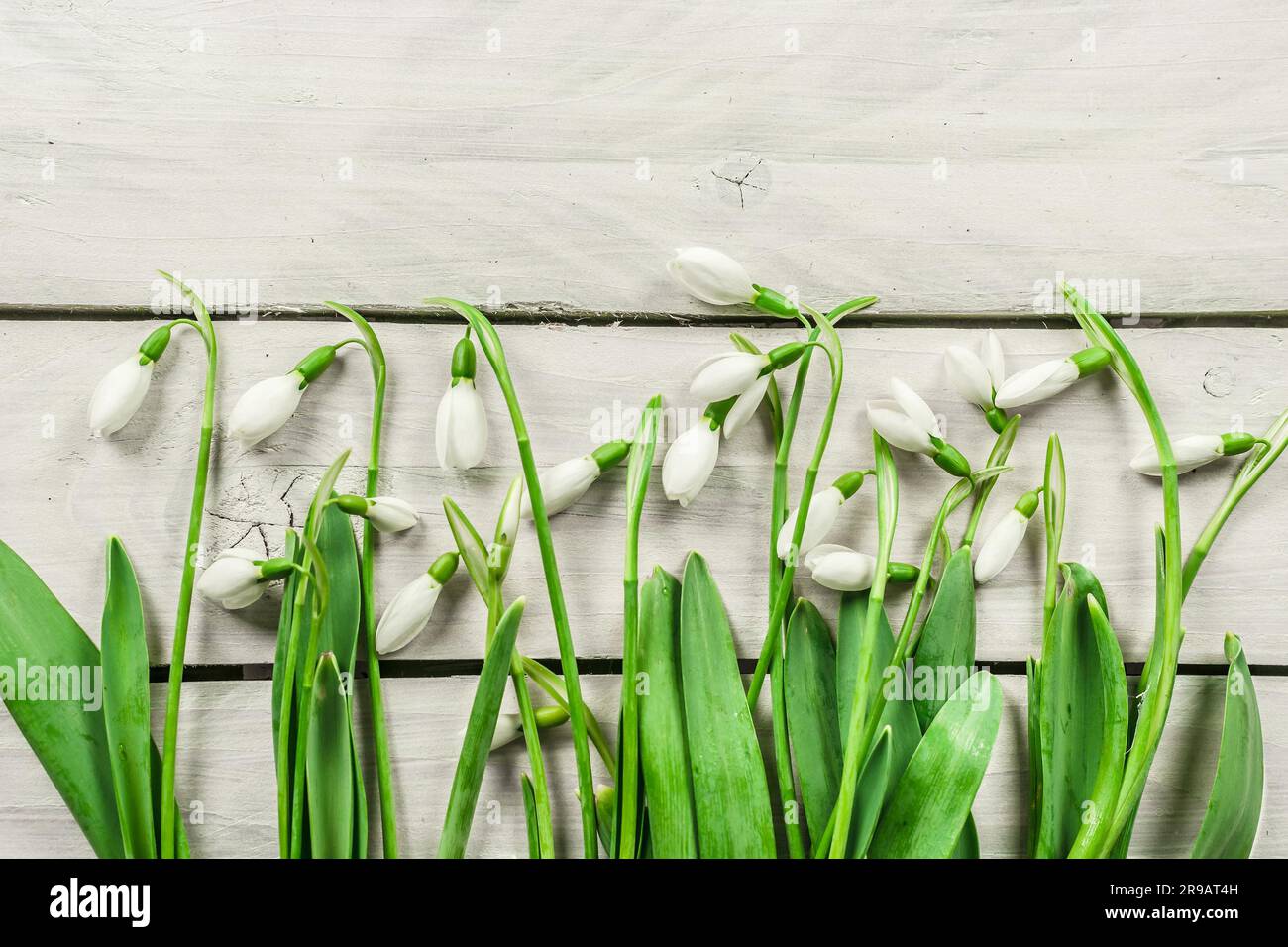 Frische Schneeglöckchen Blüten auf einem hölzernen Hintergrund brigh Stockfoto
