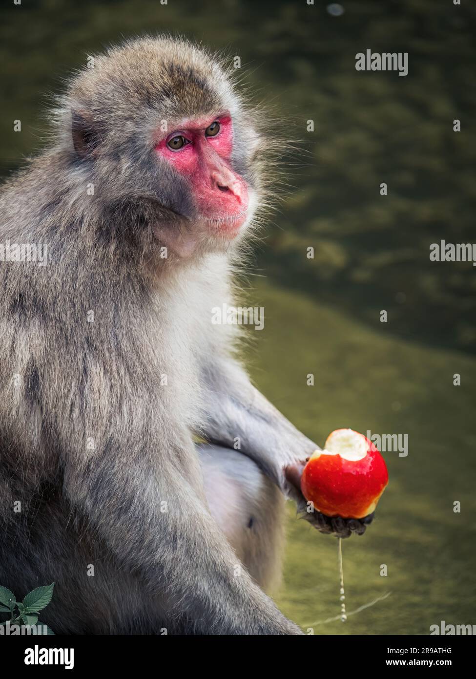 Japanischer Schneeaffe, der in einem Zoo in Landskron, Villach, Österreich, Kärnten an einem See sitzt und einen Apfel isst und von der Kamera wegschaut Stockfoto