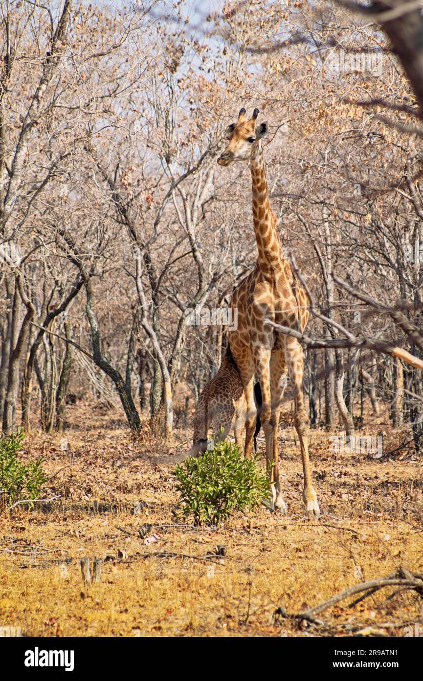 Giraffenkalb füttert von der Mutter in einem trockenen Wald in Südafrika Stockfoto