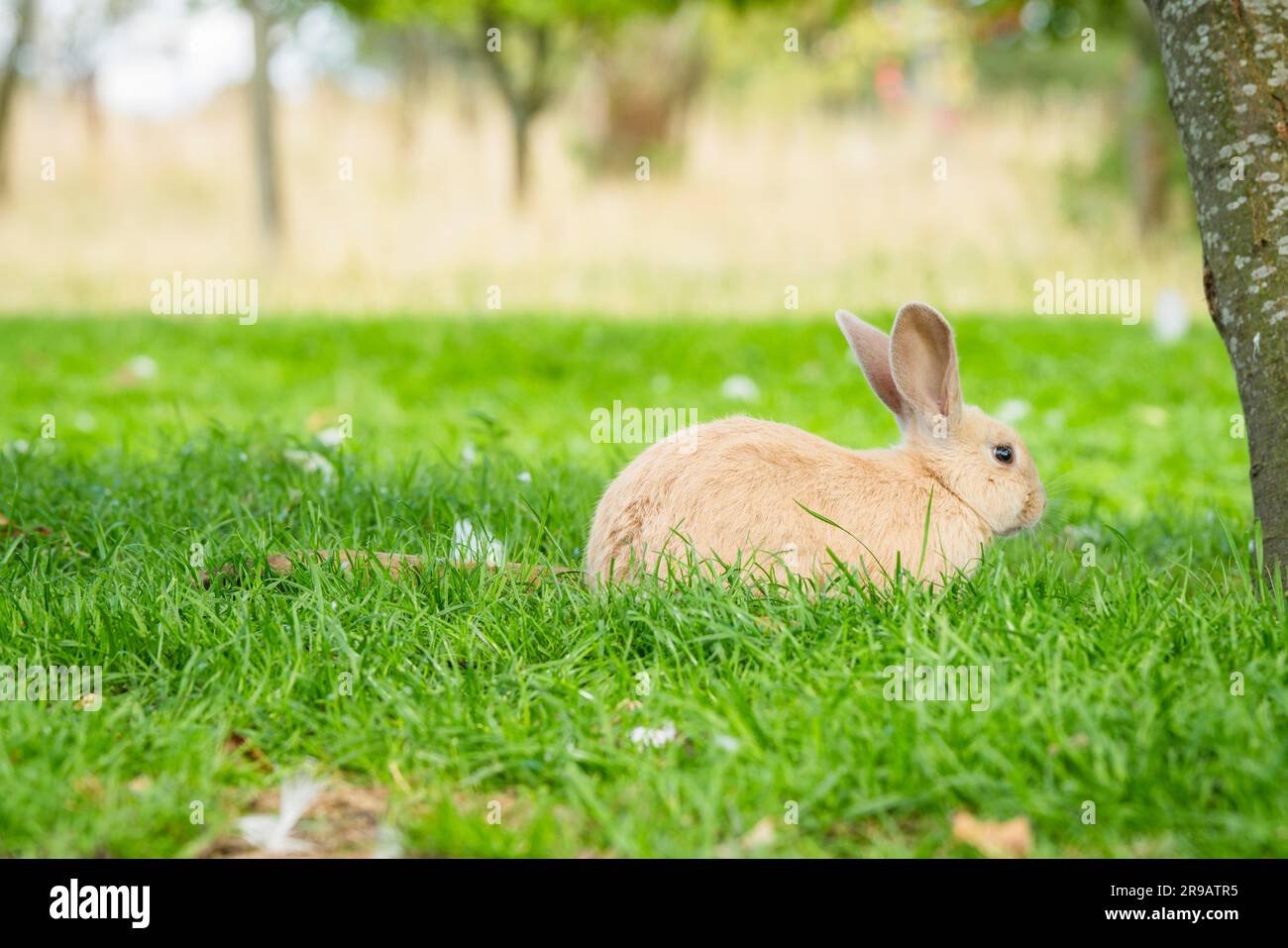Cute bunny Hase im Gras sitzen im Frühling auf eine schöne Ostern Stockfoto