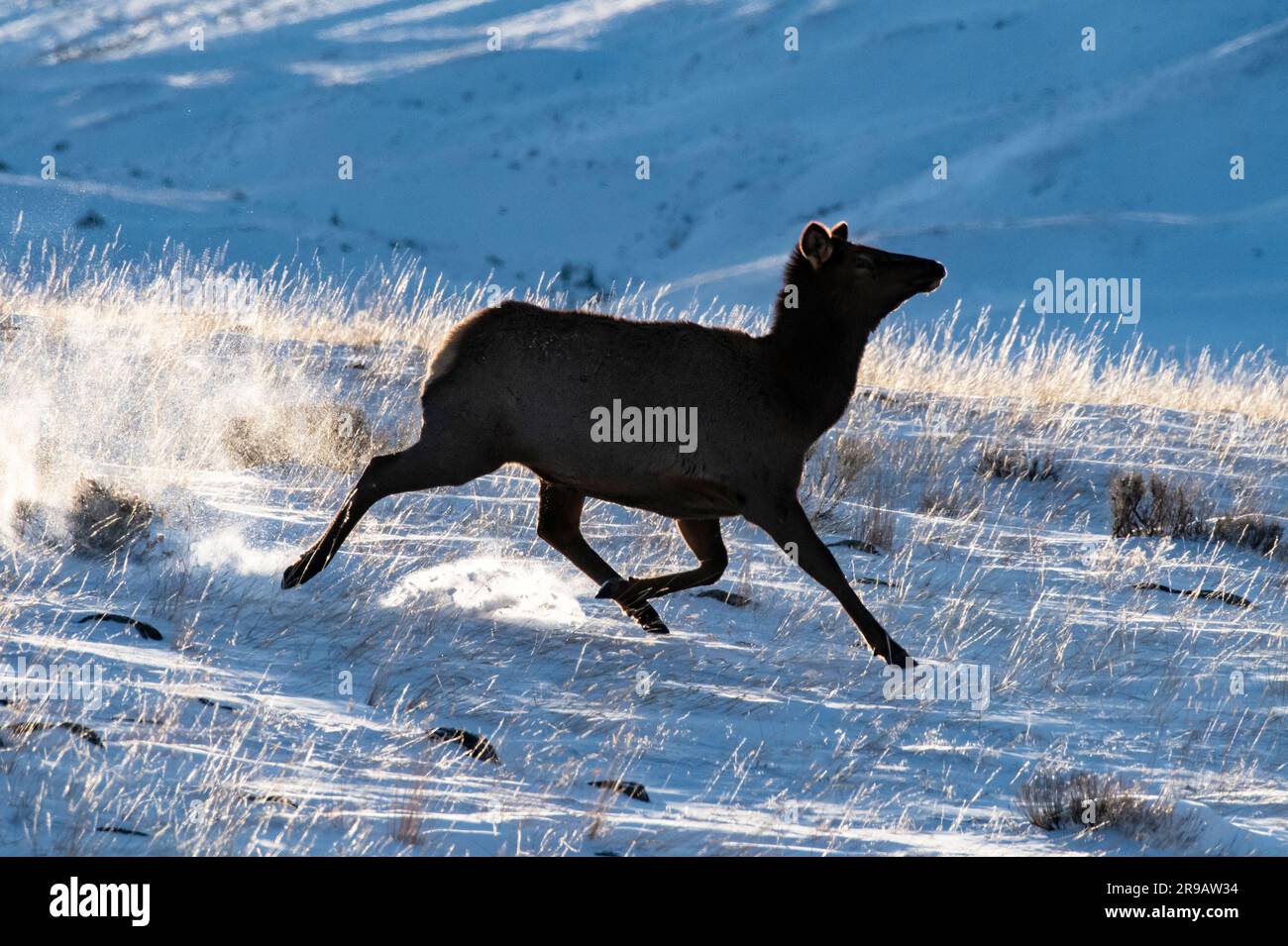 Nordamerika; Usa; Montana; Yellowstone-Nationalpark; Wildtiere; Säugetiere; Rocky Mountain Elk; Cervus elaphus; Winter; Kuh; Sonnenuntergang Stockfoto