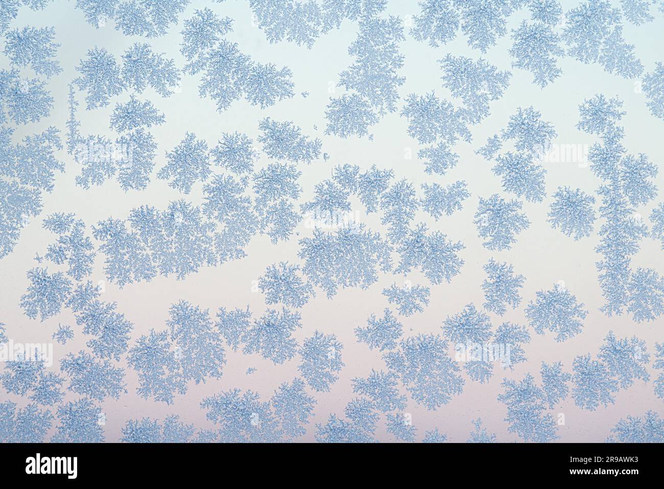 Frostflocken an einem kalten Morgen im Winter mit schönen natürlichen Mustern von der Natur geschaffen Stockfoto