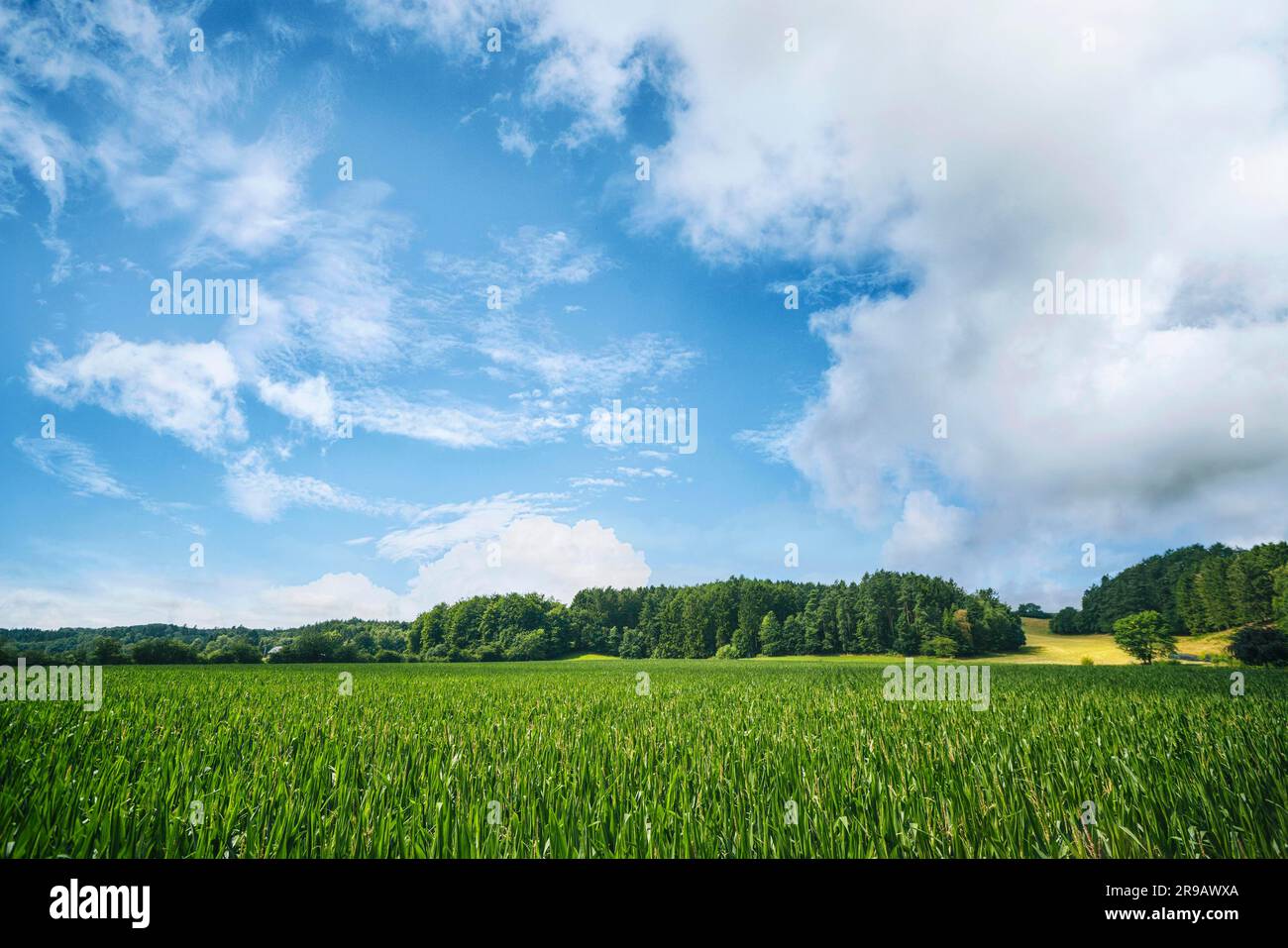 Im Sommer werden grüne Pflanzen unter einem schönen hellblauen Himmel auf der freien Natur angebaut Stockfoto
