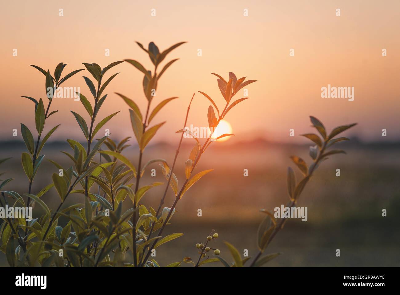 Ländlicher Sonnenaufgang mit einer grünen Pflanze im Vordergrund an einem nebligen Morgen Stockfoto