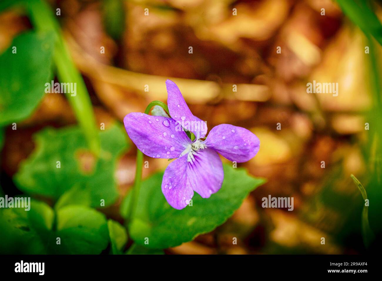 Lila Wildblume im Wald umgeben von grüner Vegetation im Frühjahr Stockfoto