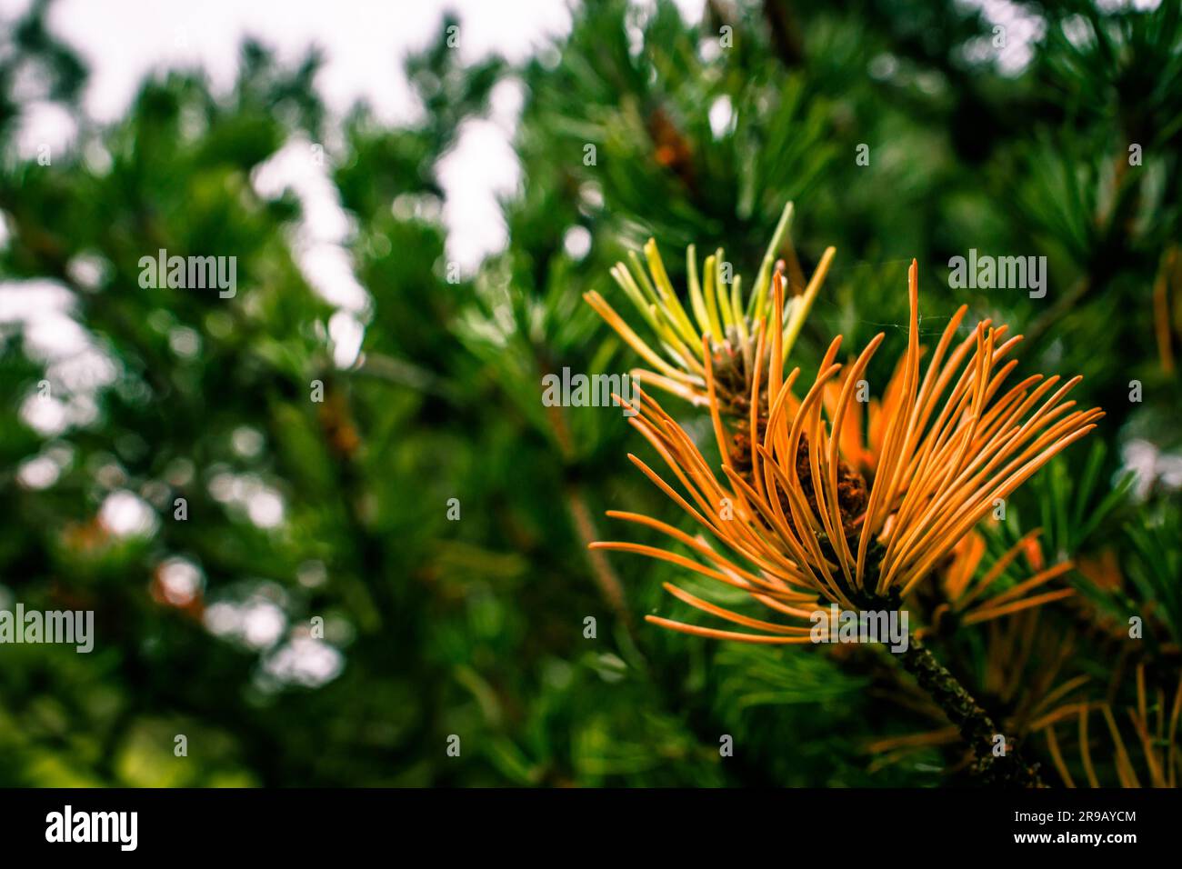 Kiefer in schönen Farben im Herbst Stockfoto