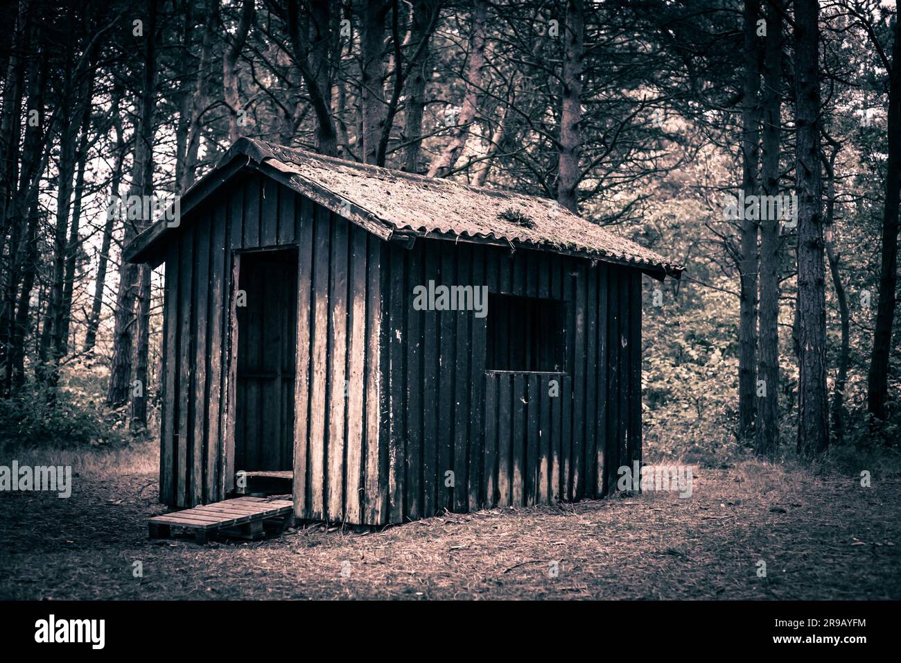 Gruselige Hütte in einem dunklen und geheimnisvollen Wald Stockfoto