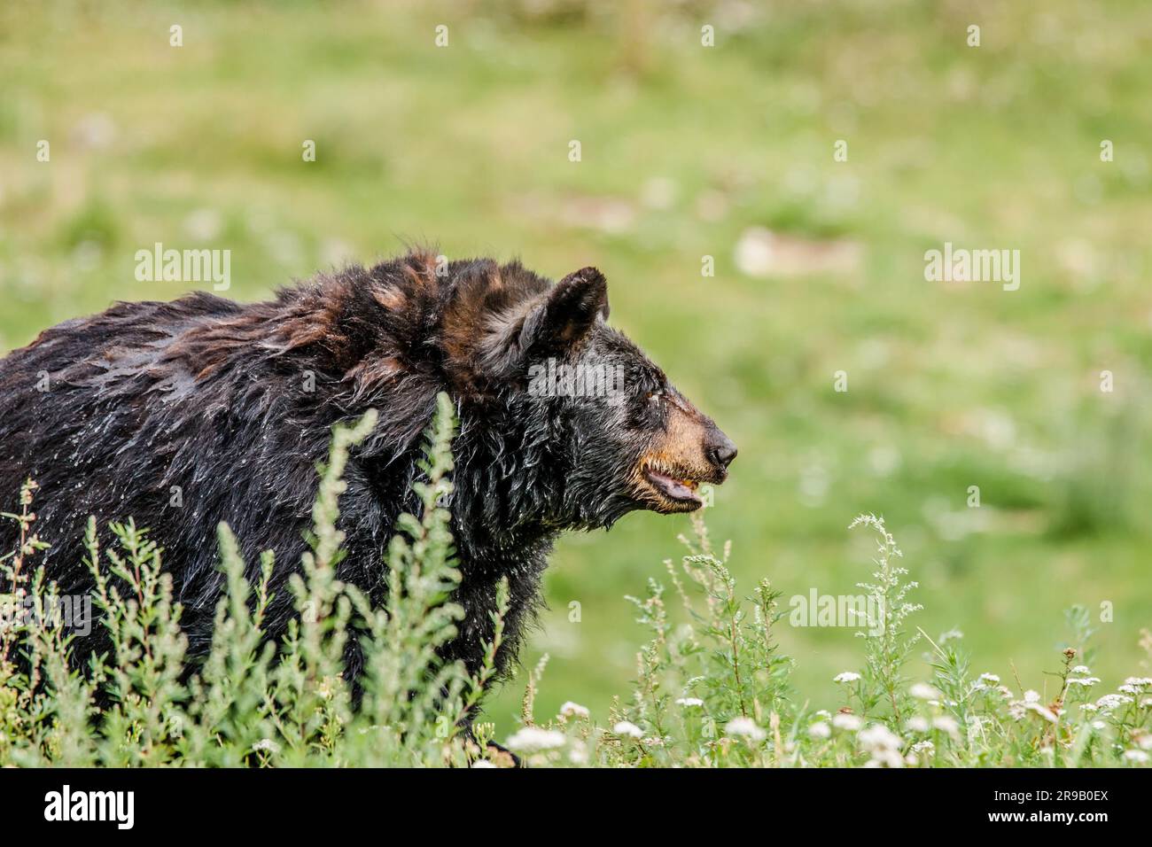 Großer schwarzer amerikanischer Bär auf grünem Gras Stockfoto