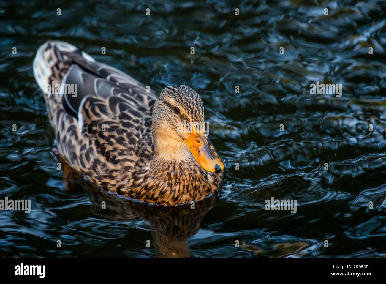 Weibliche Ente auf dem dunklen Wasser Stockfoto
