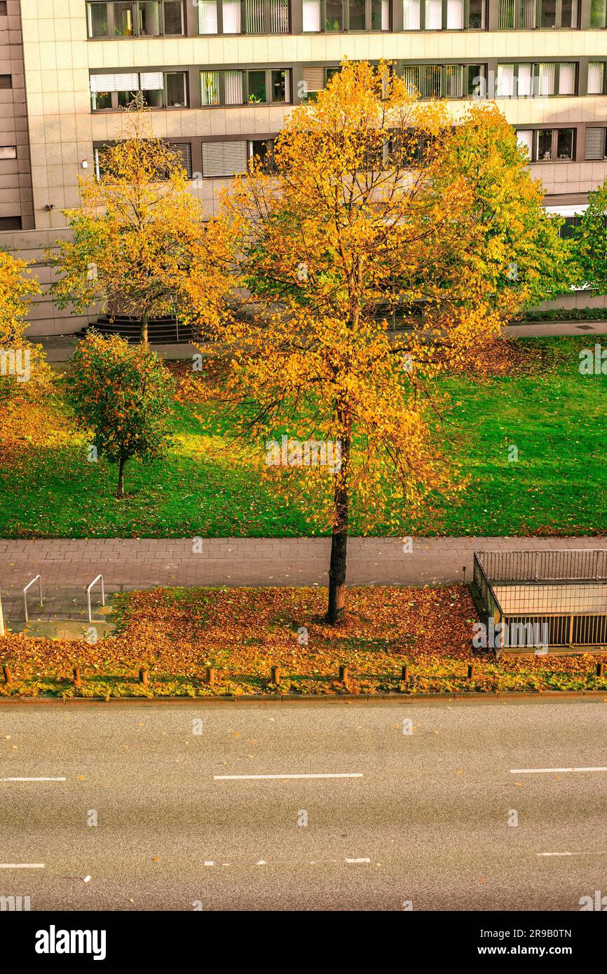 Herbstliche Bäume in einer großen Stadt Stockfoto