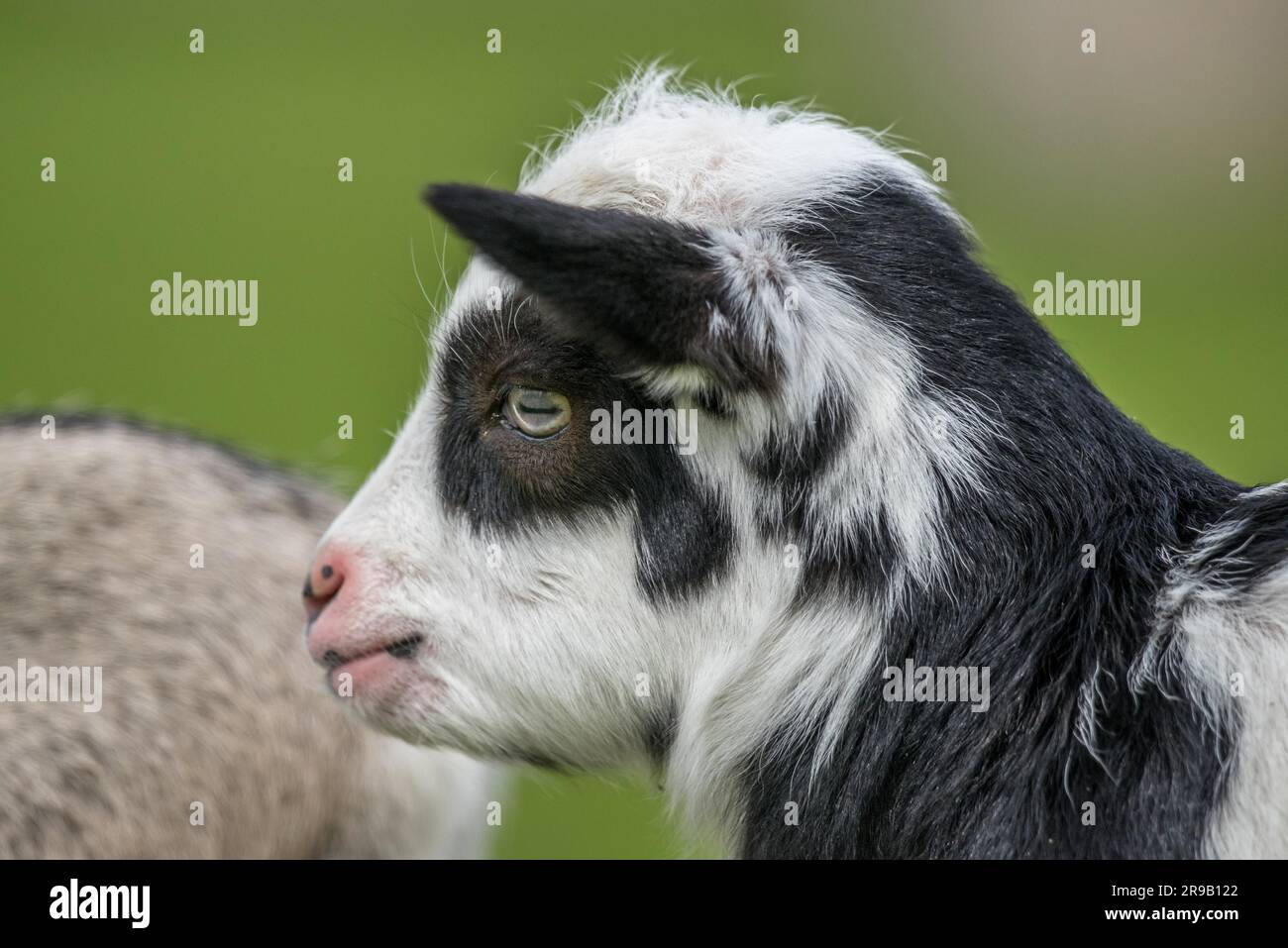 Ziege Kind Kopf Nahaufnahme auf grünem Hintergrund Stockfoto