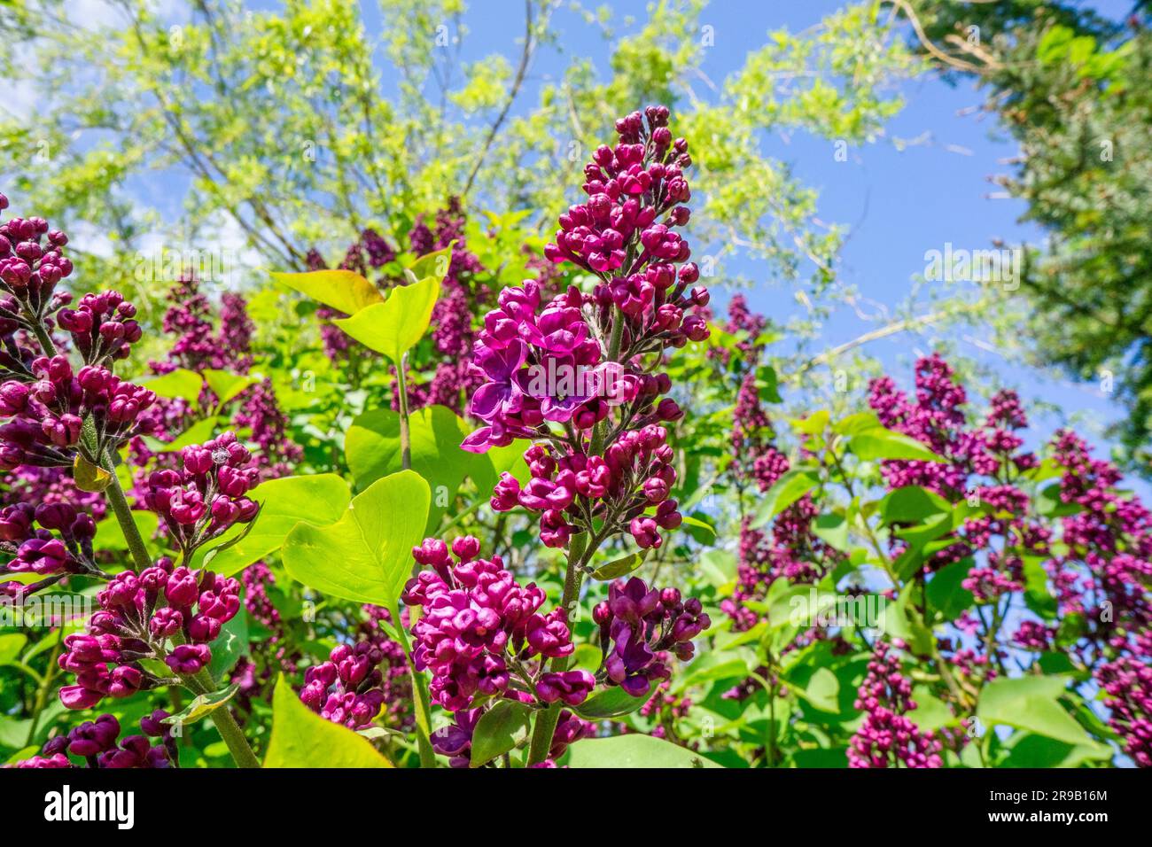 Lilafarbener (Buddleja) Busch in einem bunten Garten Stockfoto