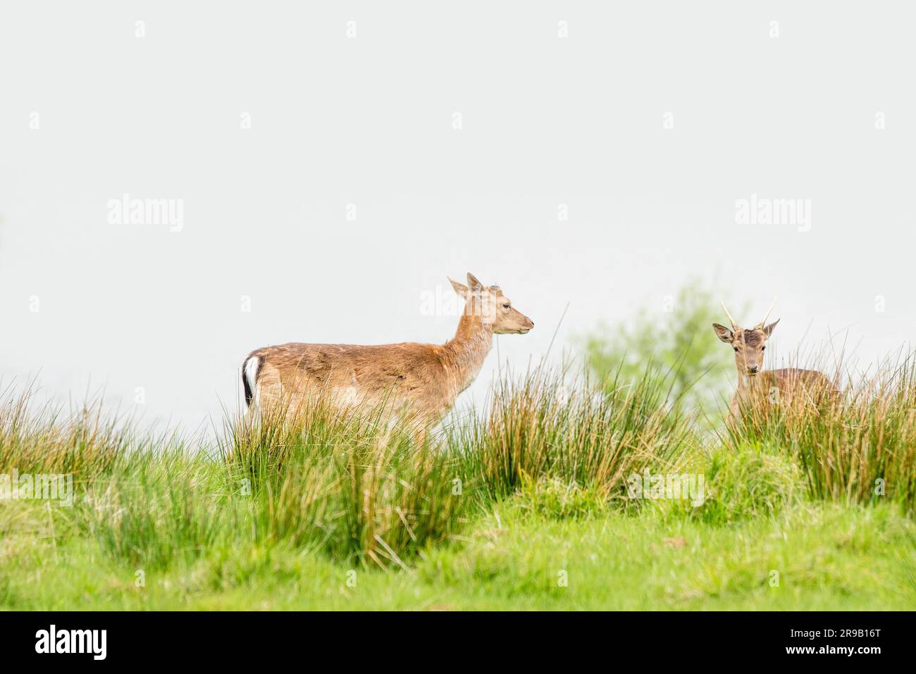 Zwei Hirsche auf der grünen Wiese im Frühling Stockfoto