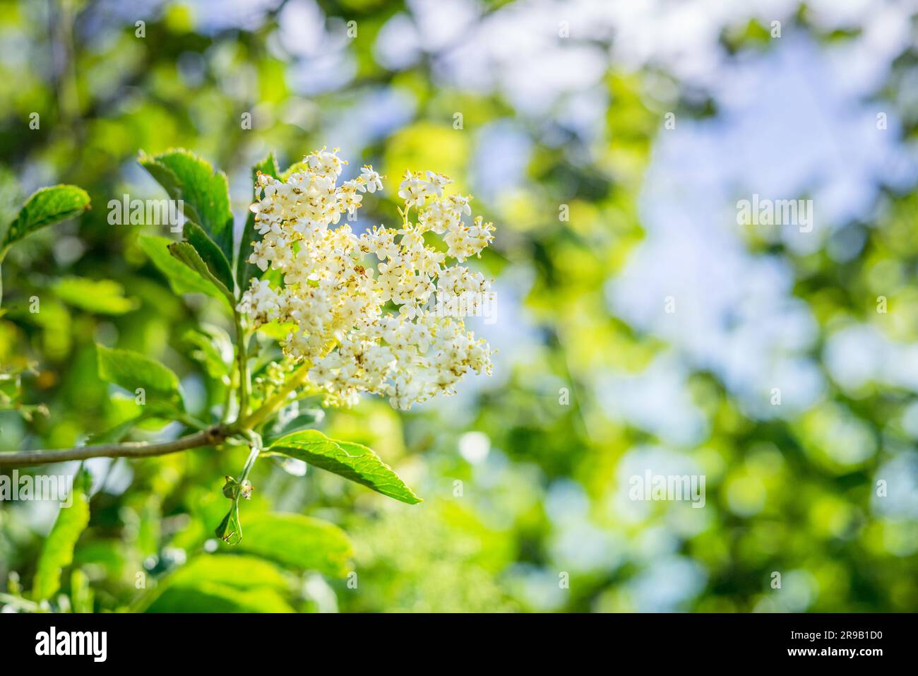 Holunder-Blume in frischer grüner Natur Stockfoto
