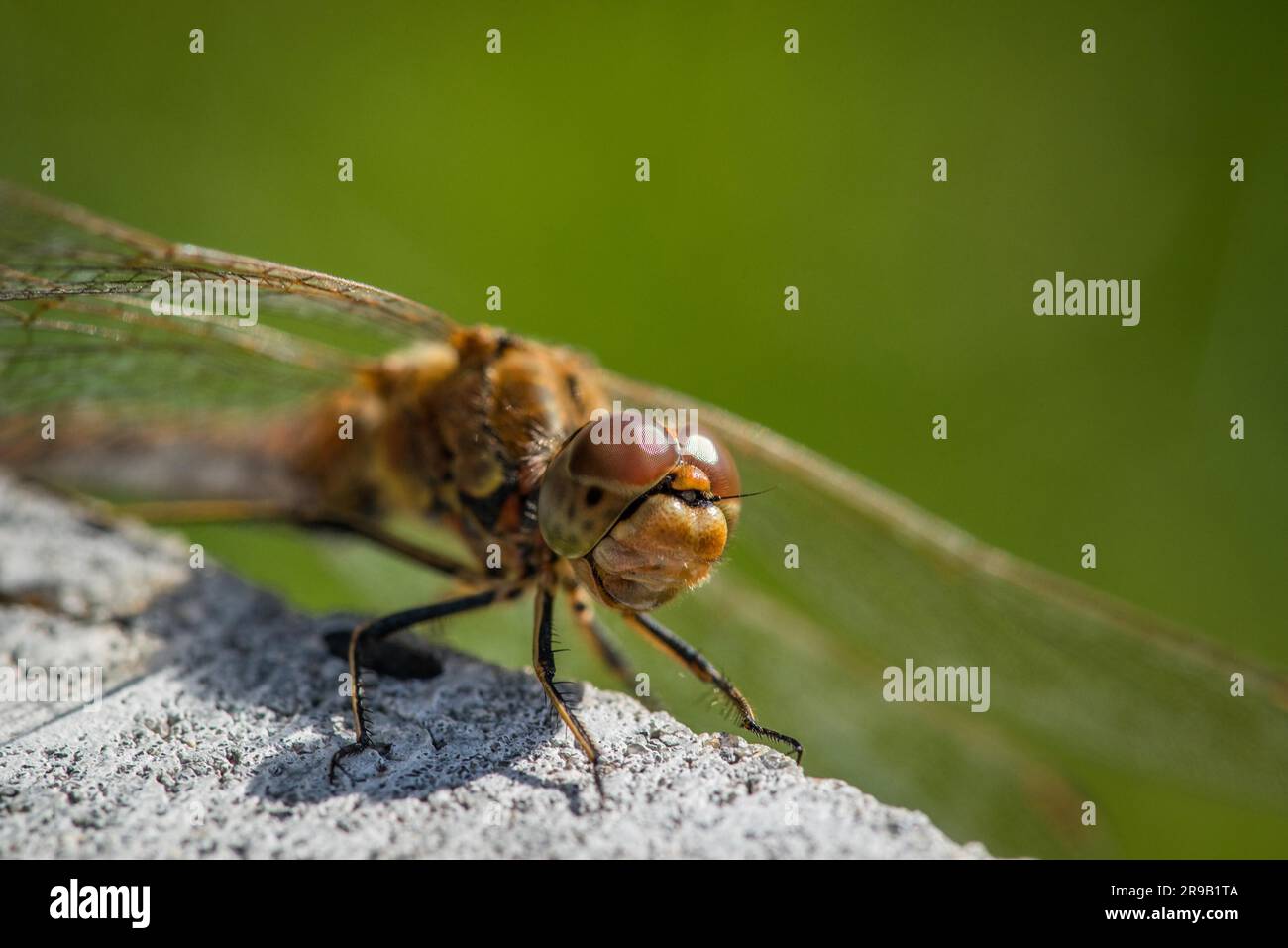 (Sympetrum vulgatum) Libellen-Nahaufnahme im Sommer Stockfoto
