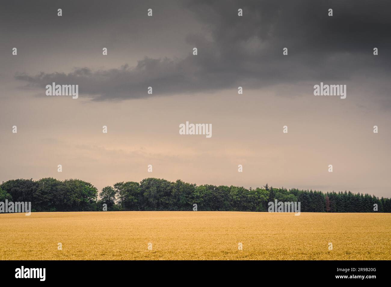 Goldenes Feld in dunklen bewölktem Wetter im Spätsommer Stockfoto